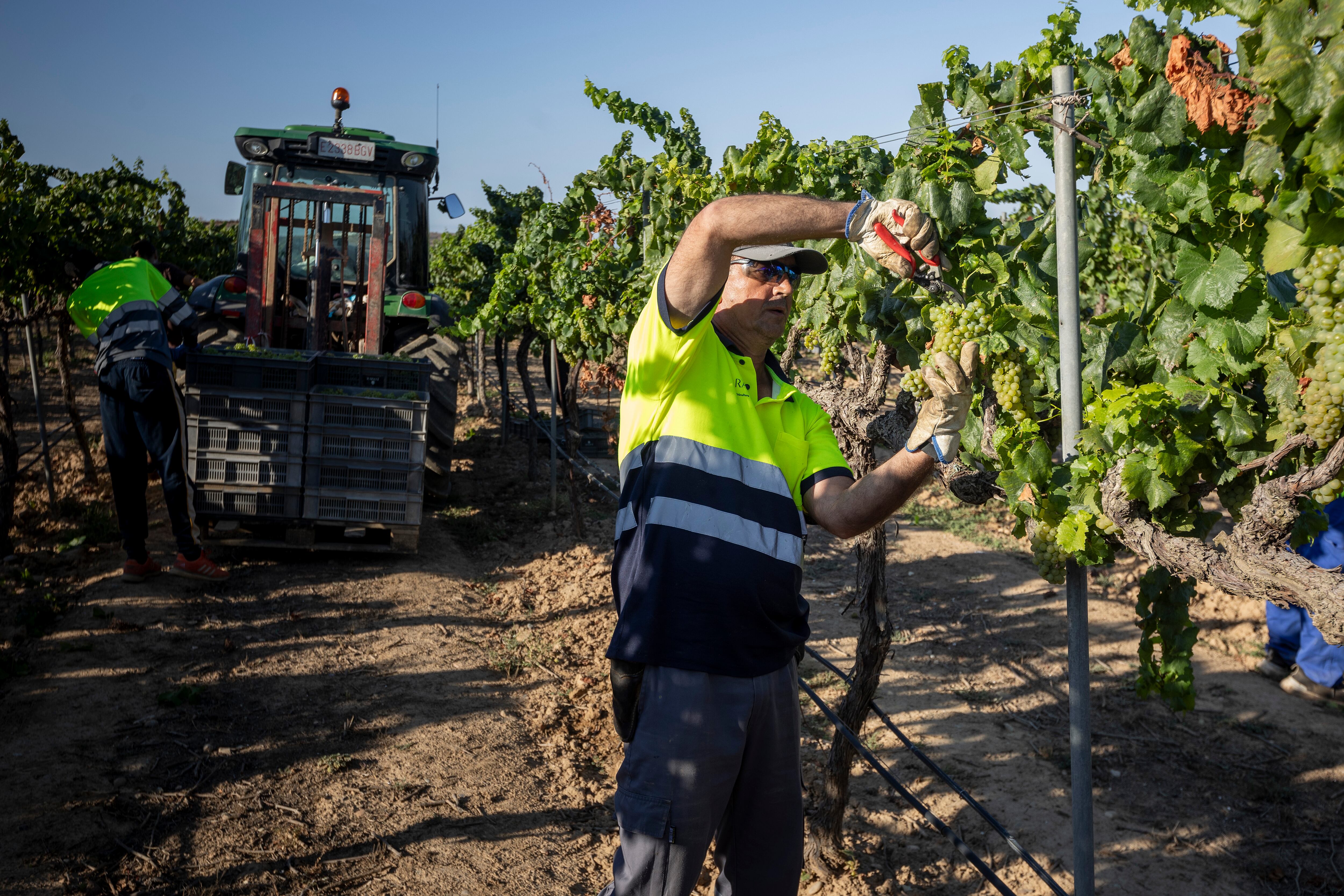 Treballadors de Raimat en l'inici de la verema aquest estiu de 2023. Foto: Raimat.
