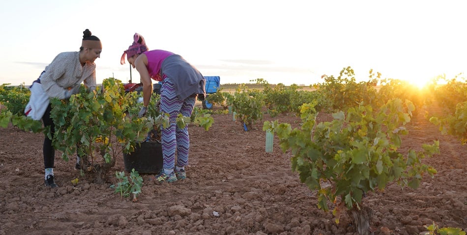 Recogida de la uva tinta Tempranillo