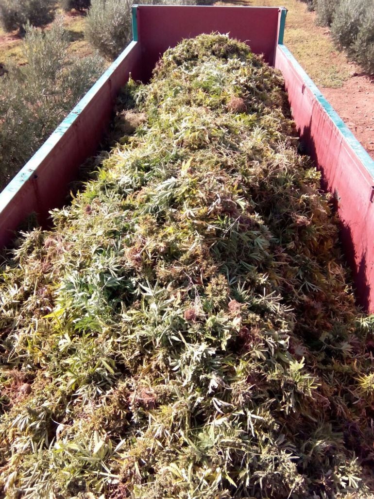 Imagen de un remolque con plantas de marihuana