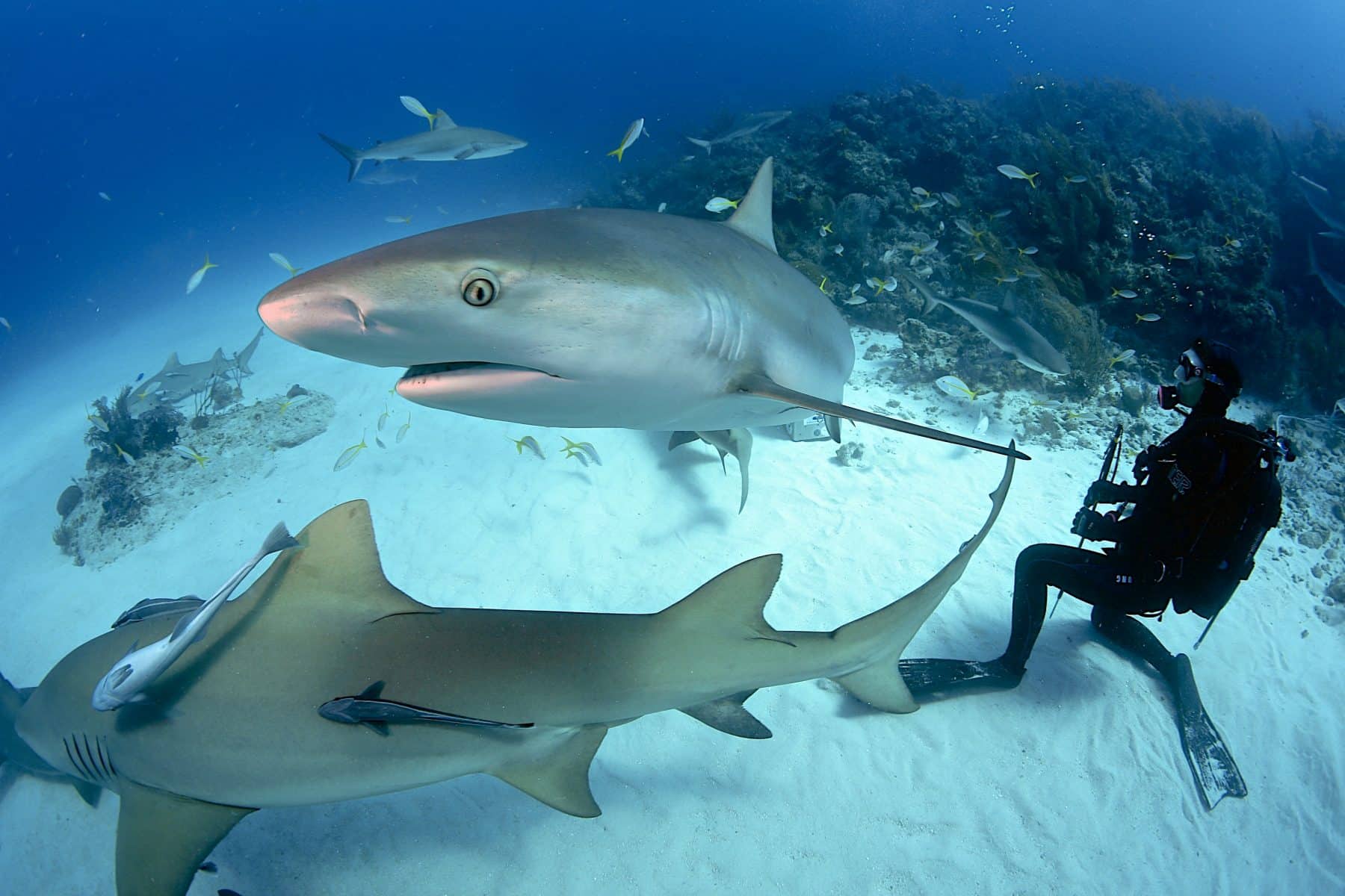 Buceo entre tiburones