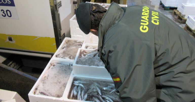 La Guardia Civil ha intervenido 426 kilos de pescado inmaduro en Jaén