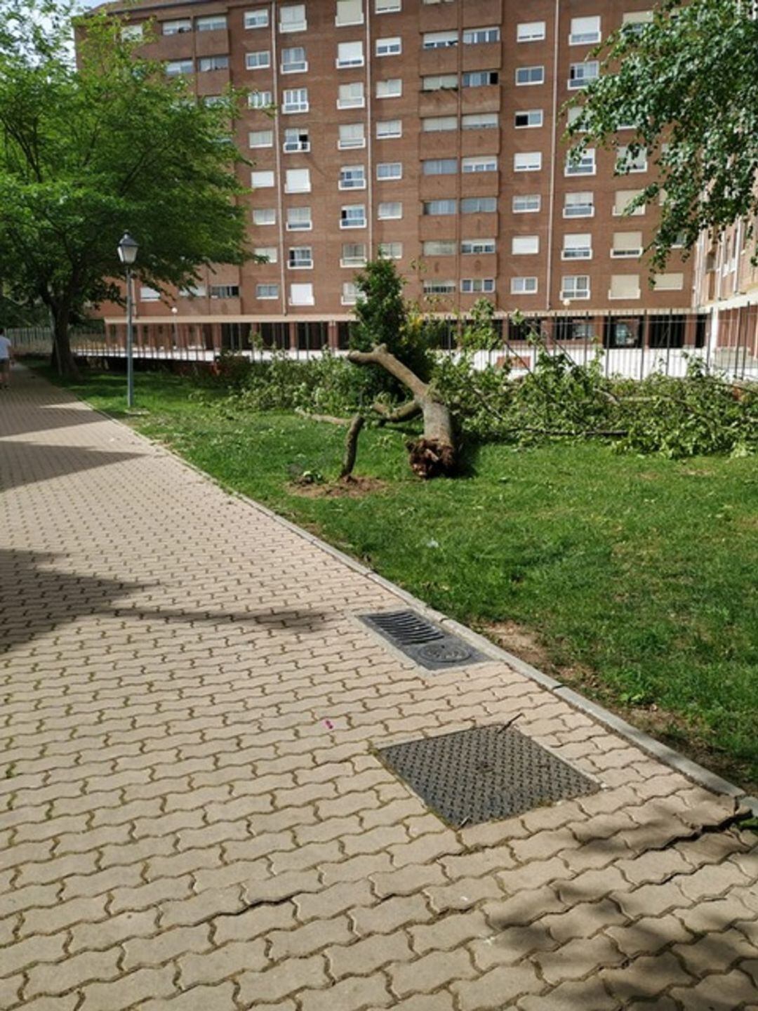 Árbol caido en la zona de la calle Trigales y avenida de Campos Góticos de Palencia