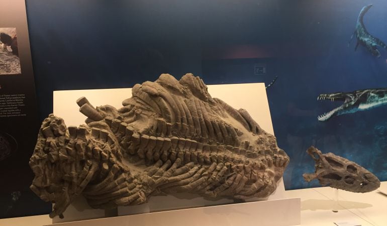 El fósil de &quot;Paludidraco&quot; que se exhibe en el Museo de Paleontología