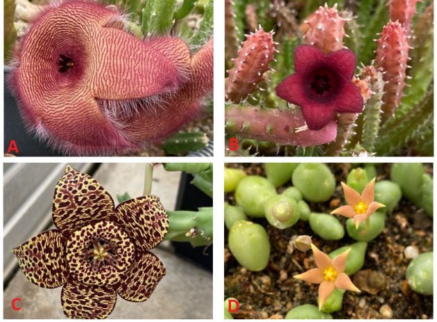 Figura 1: Flores de cuatro asclepiadáceas malolientes de la colección del Real Jardín Botánico de la Universidad de Alcalá. A: Stapelia hirsuta. B: Huernia schneideriana. C: Orbea variegata. D: Piaranthus geminatus.