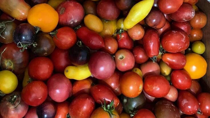El restaurante Pablo y sus 700 variedades de tomates (7/10/19)