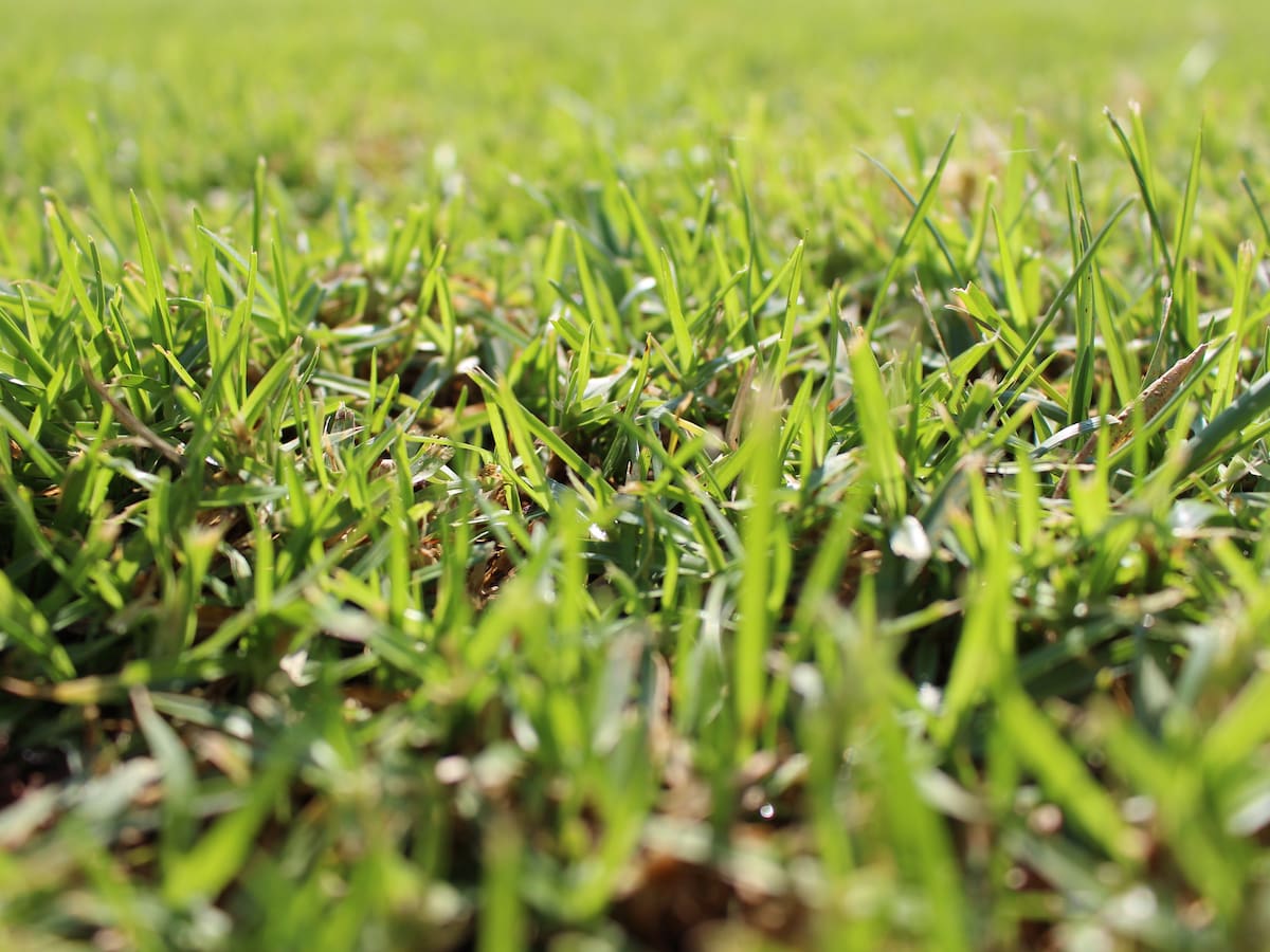 El césped a debate entre sostenibilidad y uso responsable