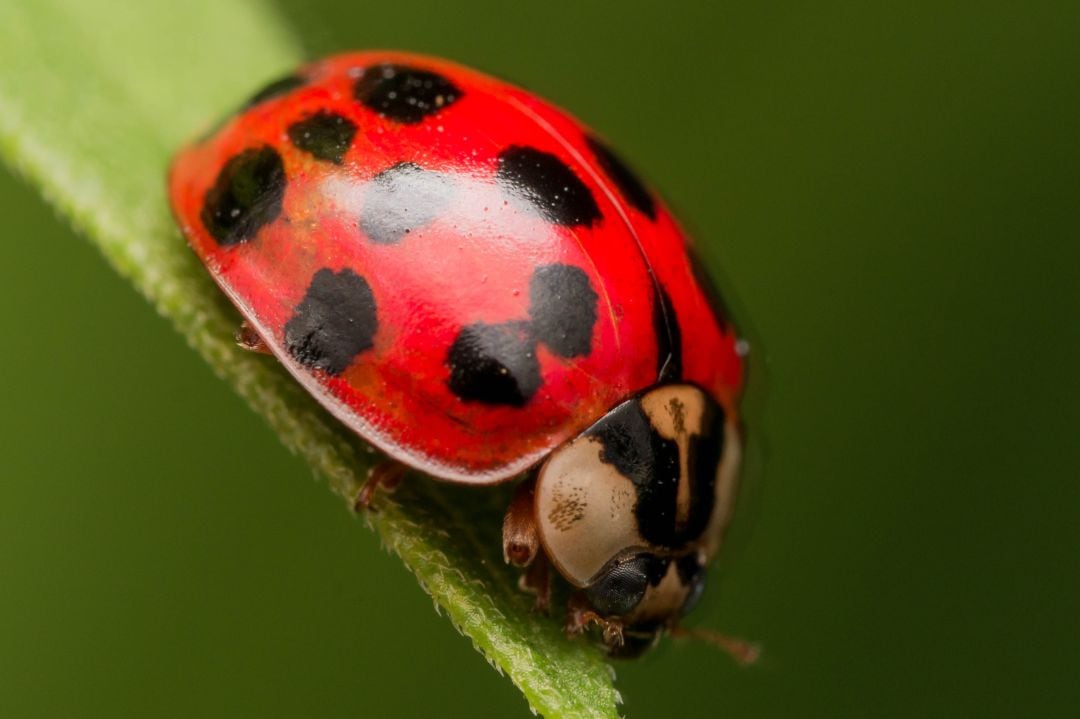 ¿Cuál es la diferencia entre las mariquitas negras con manchas rojas y las mariquitas rojas con manchas negras?