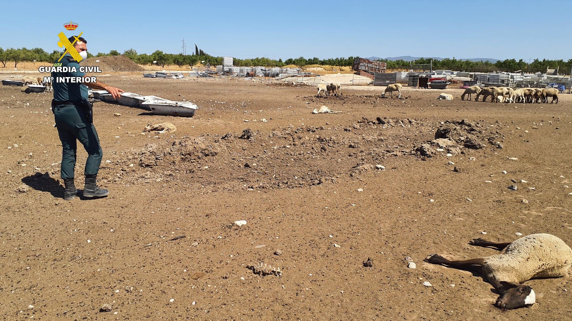 La Guardia Civil detiene a un granjero en Mula por un grave caso de abandono y maltrato animal.