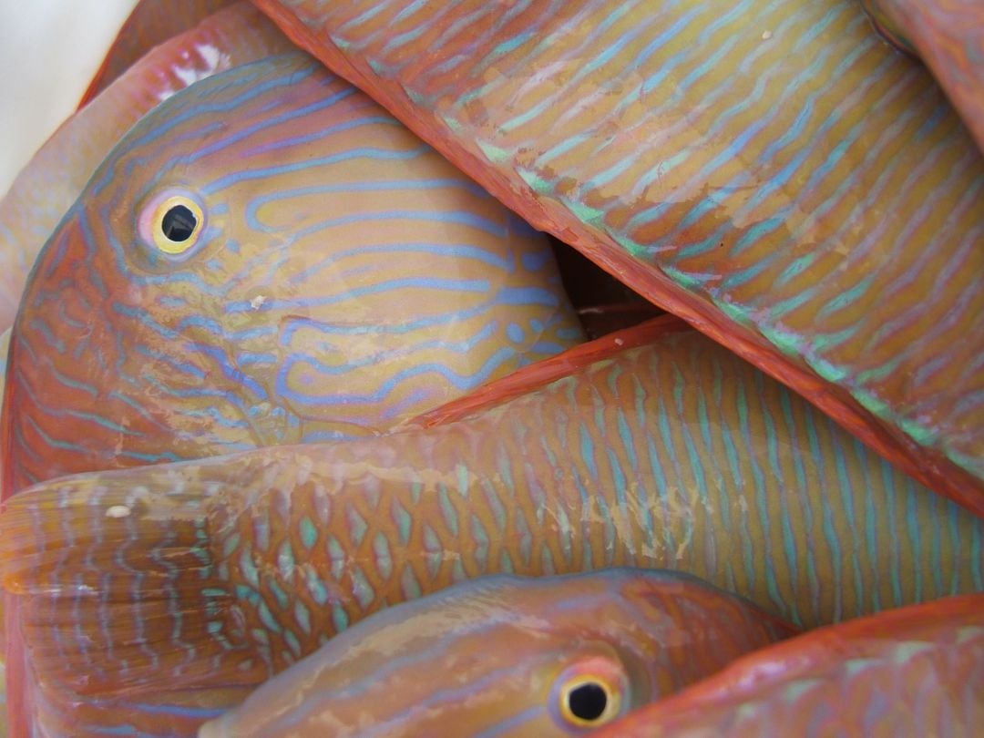 La pesca de raors és molt popular a Menorca i podrà començar aquest dimecres.