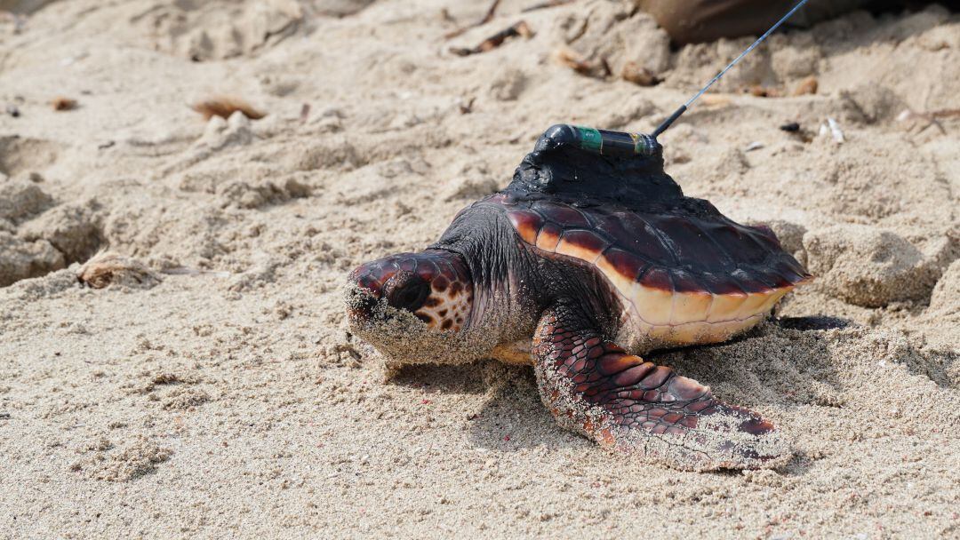 Imagen de una de las tortugas equipadas con GPS