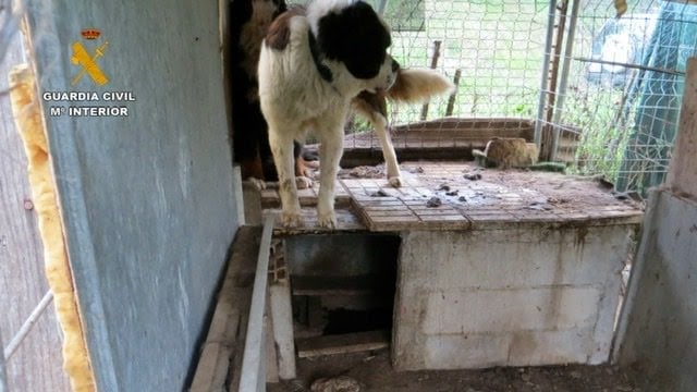 Guardia Civil investiga a un varón por un delito de maltrato animal en Orkoien