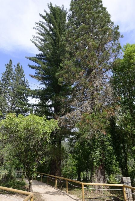 Secuoyas gigantes junto a la casa forestal