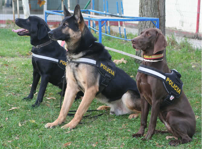 Roco, Bolka y Kira, el mejor olfato de la Policía