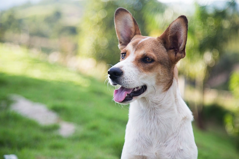 El 22 de abril, se celebrará la III Pasarela de Adopción de animales de compañía para promover la adopción y la tenencia responsable, además de buscar un hogar definitivo a los peludos que lo necesitan