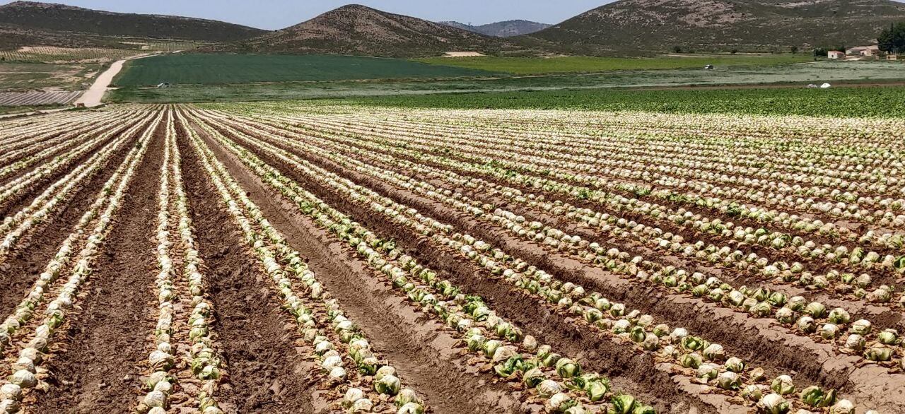 Producción de lechugas en una finca del Altiplano