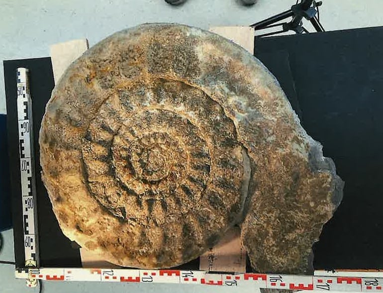 El fósil gigante encontrado en Álava