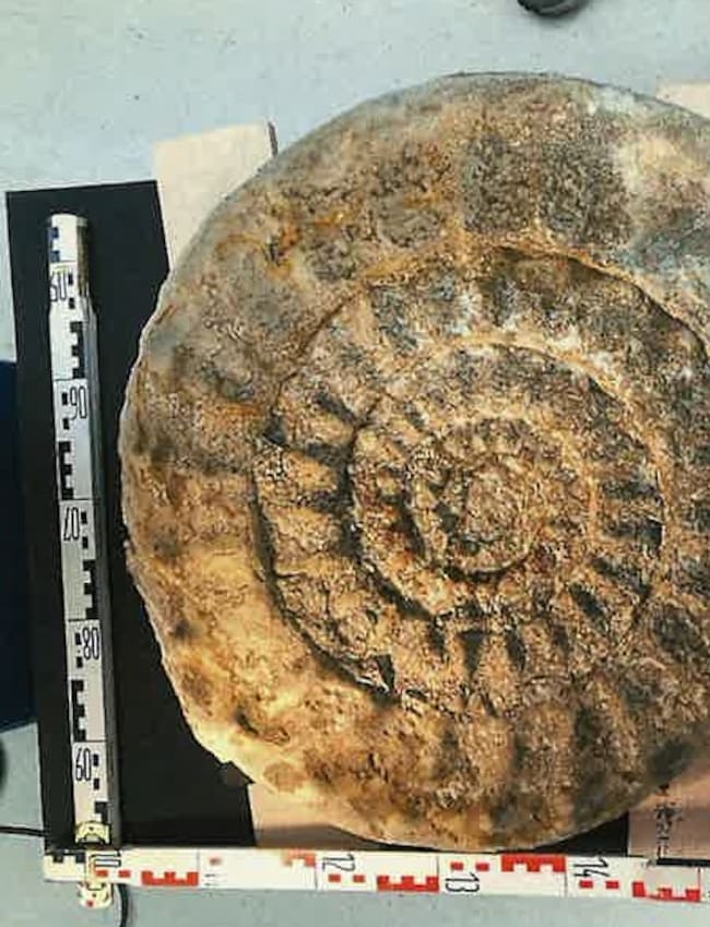 El fósil gigante encontrado en Álava