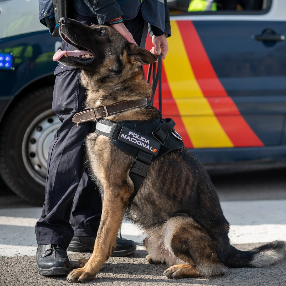 La Policía Nacional detiene a 14 personas durante el dispositivo de seguridad por la bajada de la Virgen de la Fuensanta