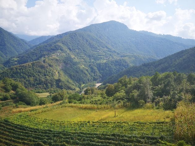 Viñedo y montañas de Ayaria.