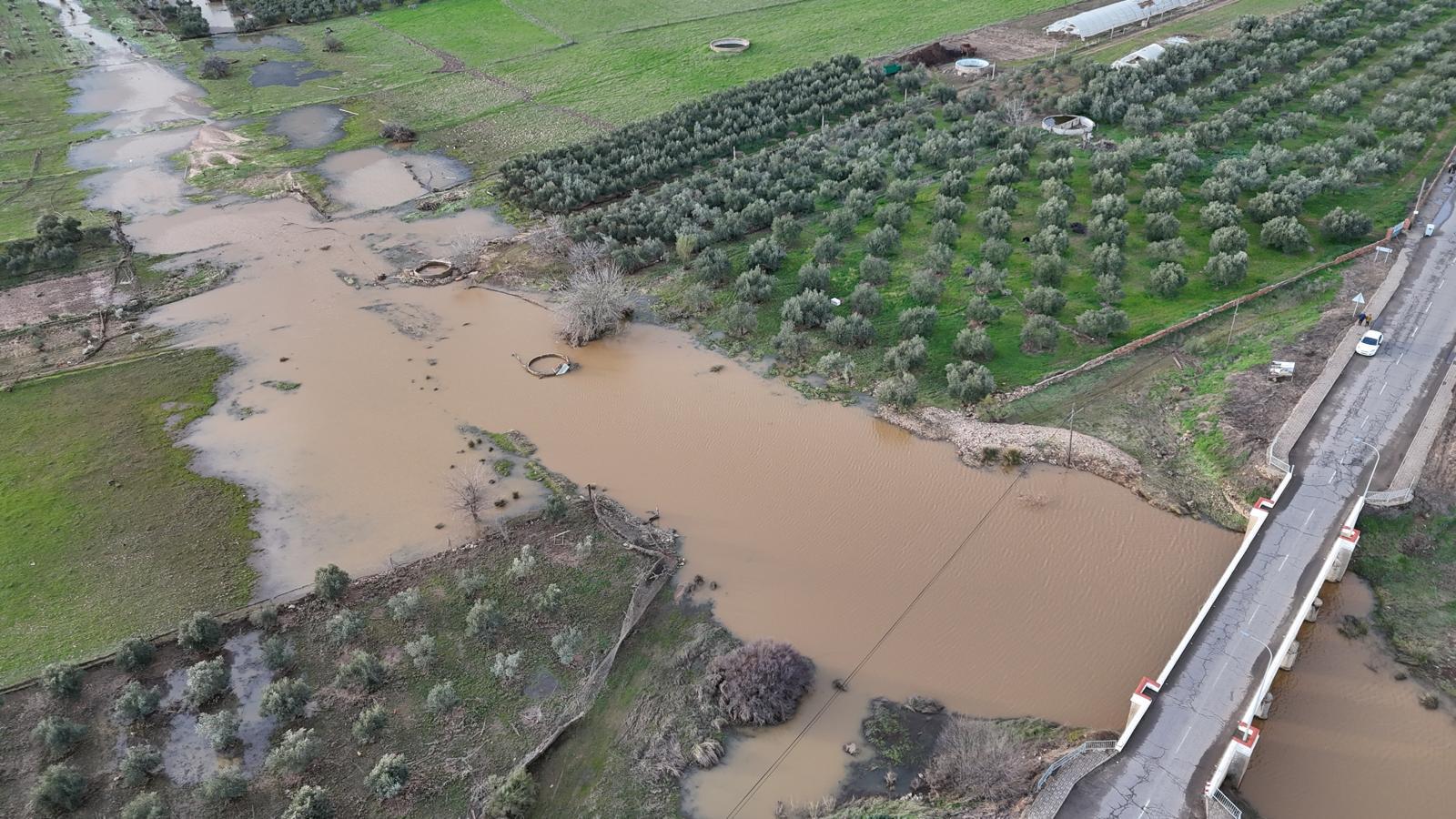 Olivares anegados por el agua en Malagón (Ciudad Real)