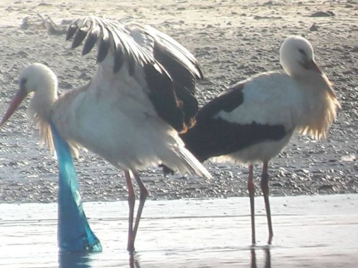 CurioSERando: educar desde el conocimiento del entorno más cercano