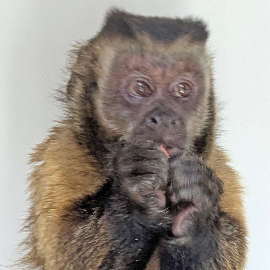 Ejemplar de mono capuchino Capitán