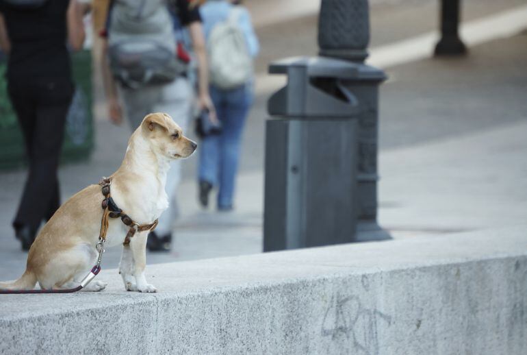 Se intensifican los controles para garantizar el cumplimiento de la ordenanza de tenencia de animales