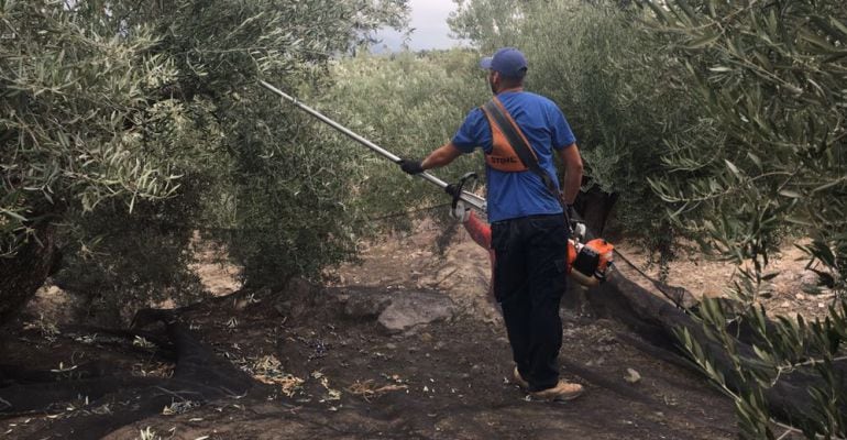 Una persona trabajando durante la campaña de la aceituna.