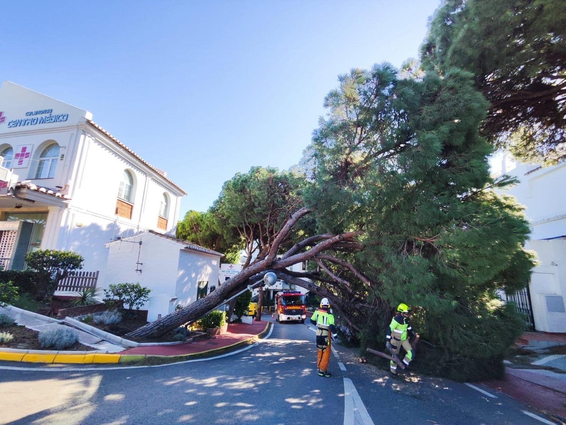 Caída de un árbol en una calle de Mijas