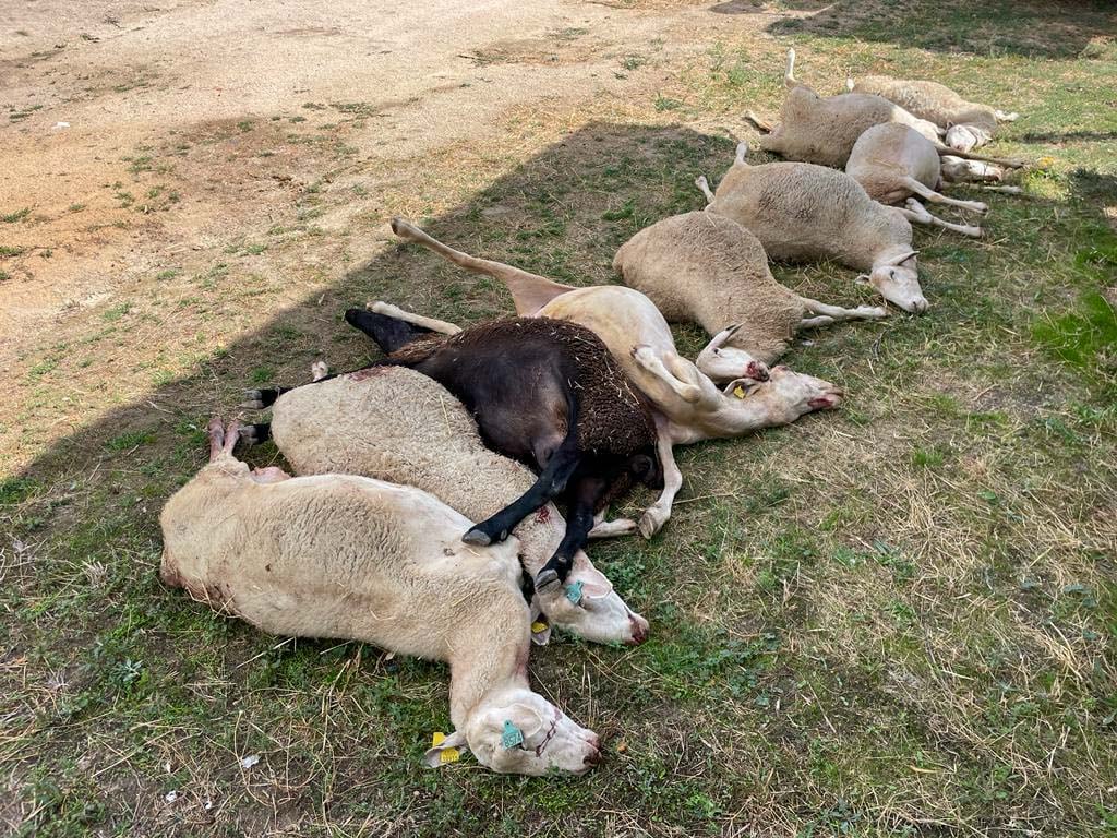 ZAMORA, 11/09/2023.- Un ataque de lobos ha dejado una veintena de bajas en una ganadería ovino de La Tuda (Zamora), localidad de la comarca zamorana de Sayago situada al sur del río Duero. El ataque se ha producido la noche del domingo al lunes en la explotación ganadera de Jesús Ramos, donde diez ovejas murieron la misma noche en la que entraron los cánidos, otras ocho sufrieron mordidas de consideración que provocarán su muerte en los próximos días y cuatro más están desaparecidas, según ha informado la Alianza que constituyen las organizaciones agrarias COAG y UPA de Zamora. EFE/ Alianza COAG-UPA -SOLO USO EDITORIAL/SOLO DISPONIBLE PARA ILUSTRAR LA NOTICIA QUE ACOMPAÑA (CRÉDITO OBLIGATORIO)-
