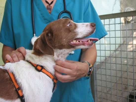 Un gos atès per un veterinari