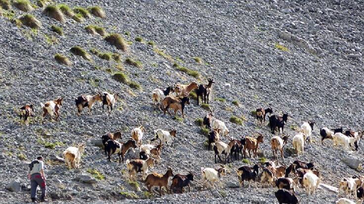 Gerardo Báguena, Fundación para la Conservación del Quebrantahuesos