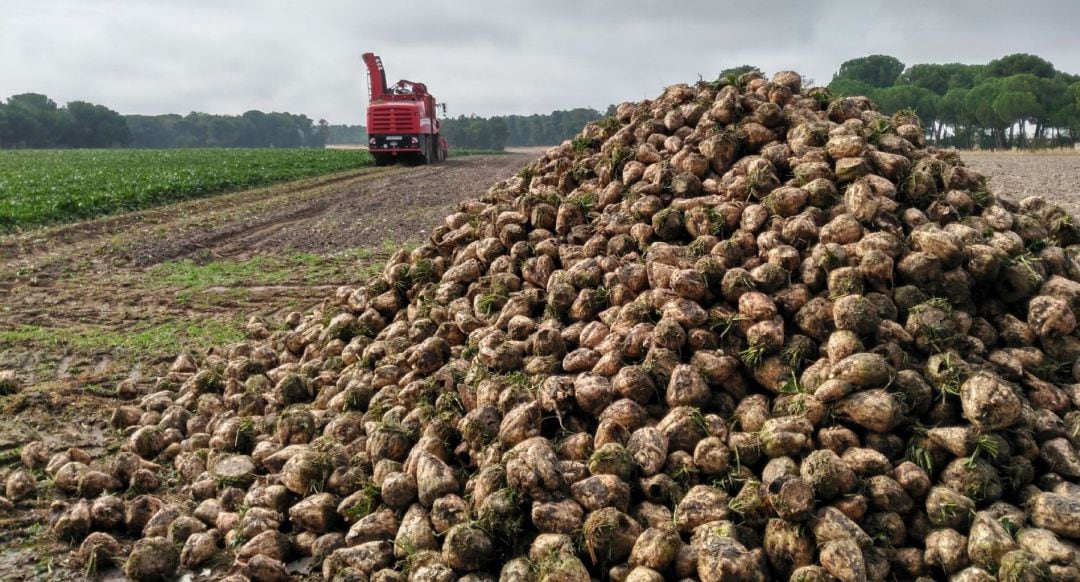 Cultivo de la remolacha azucarera