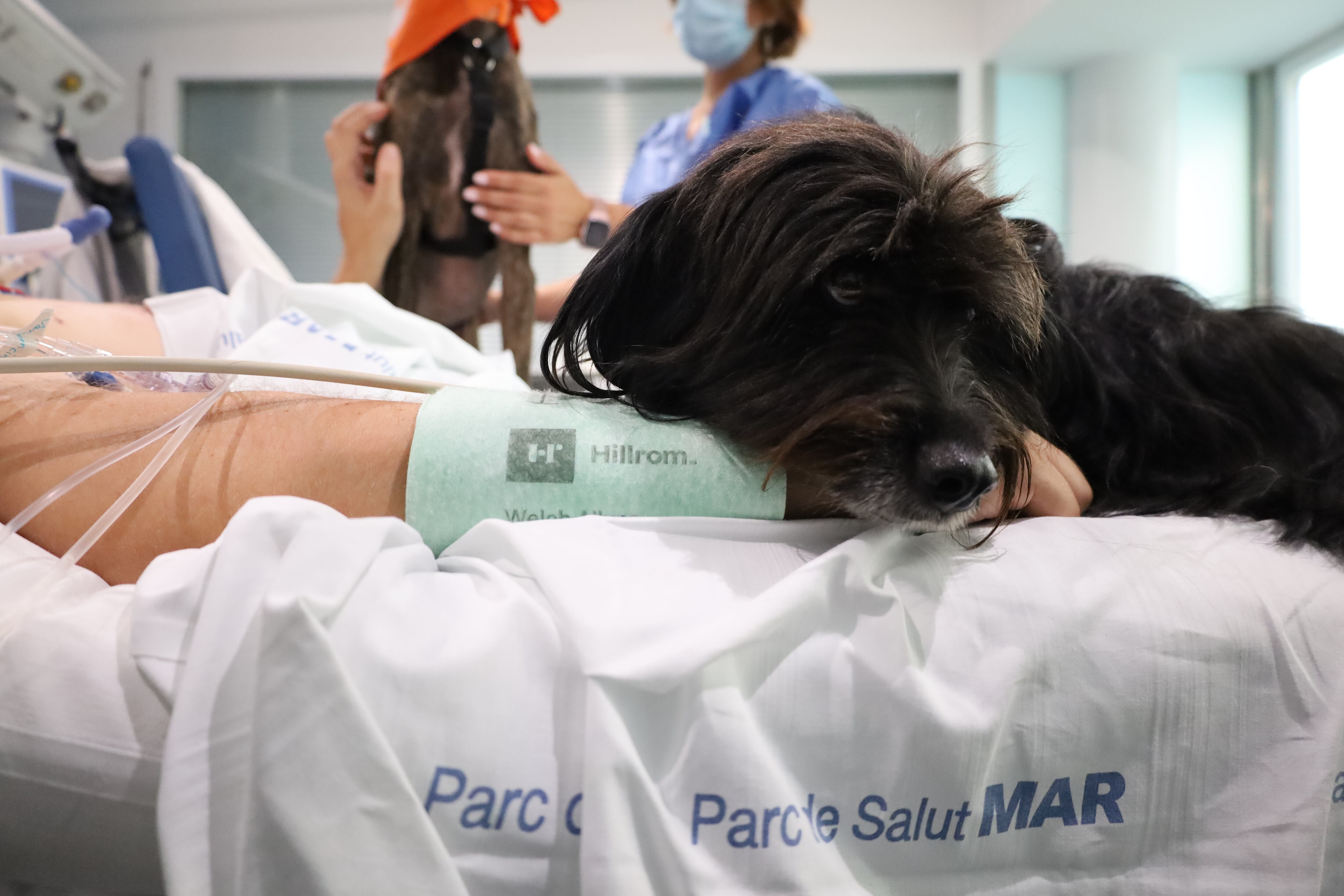 La gossa de teràpia Vida acompanya un pacient a Cures Intensives de l&#039;Hospital del Mar de Barcelona