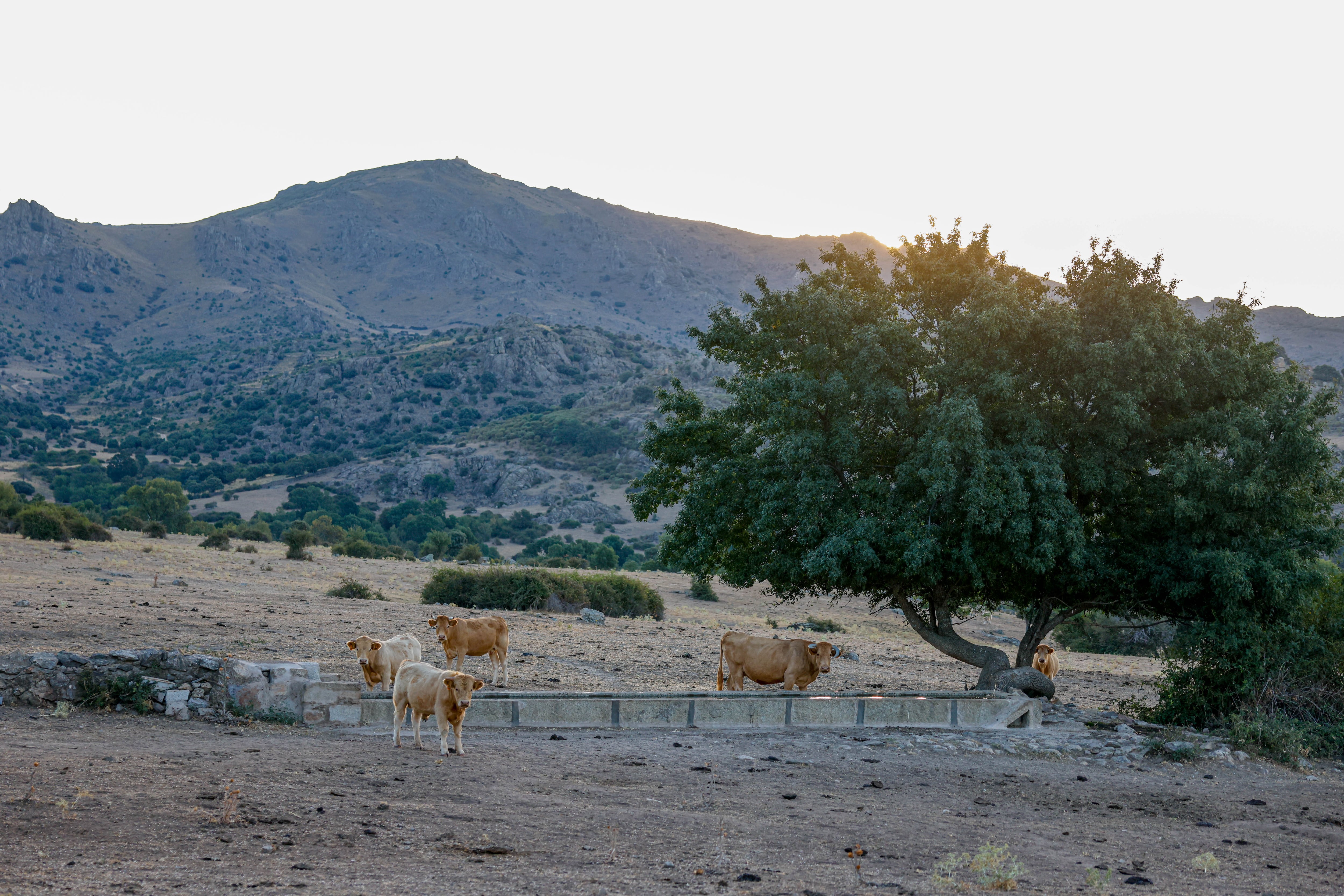 Reses pastando en la Dehesa de Navalvillar en Colmenar Viejo