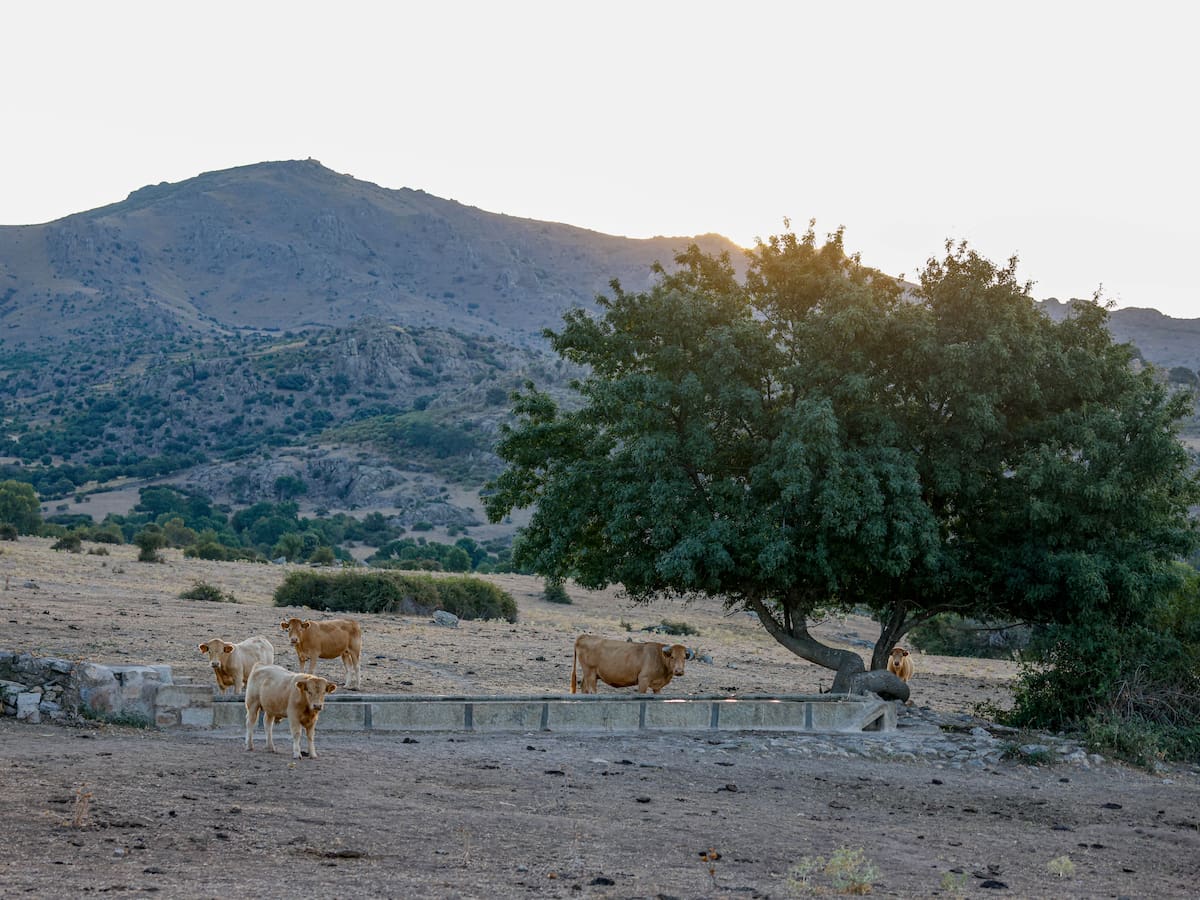 El ganado de Colmenar Viejo podrá pastar en la Dehesa de Navalvillar a partir de mayo