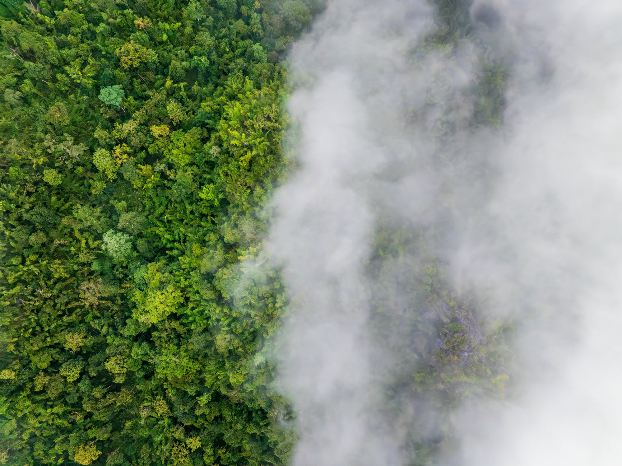 Los bosques son capaces de absorber grandes cantidades de dióxido de carbono emitido hacia la atmósfera