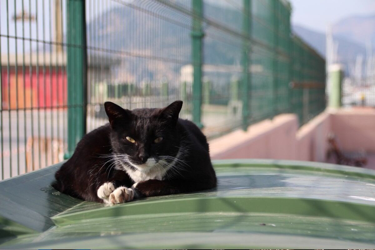 Nuevas casetas para gatos ferales