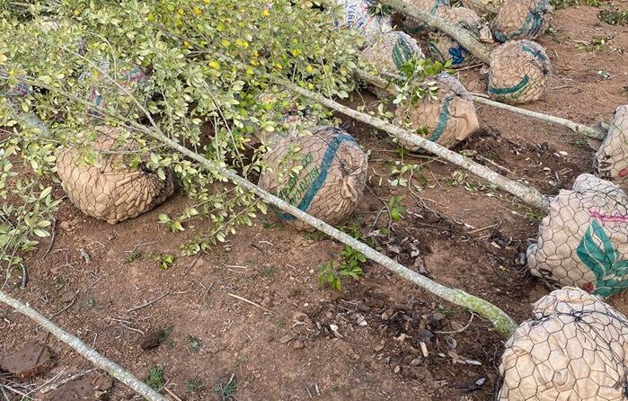 Plantación de árboles