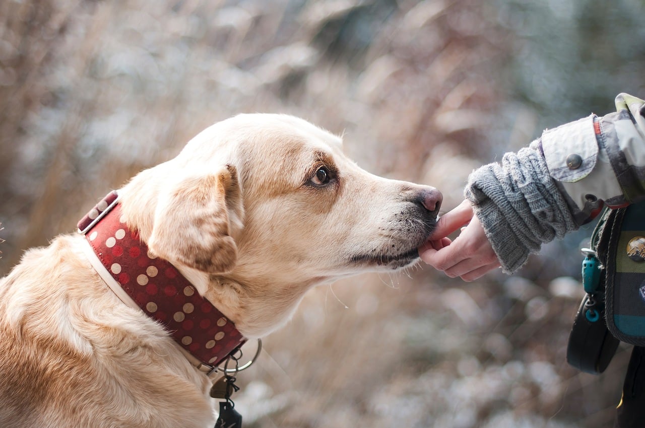 La Guardia Civil investiga a un hombre que sacrificó a su perro sin informe veterinario