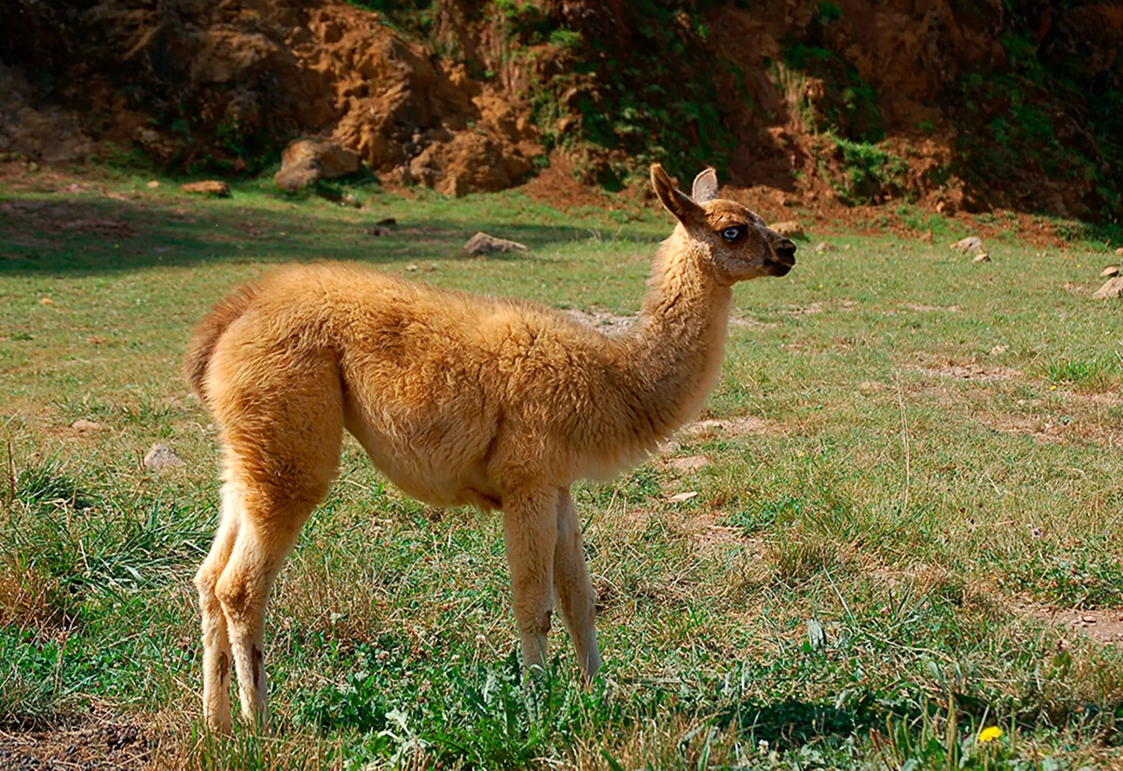 Una llama en el Parque de la Naturaleza de Cabarceno.