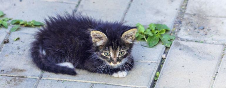 Gato callejero