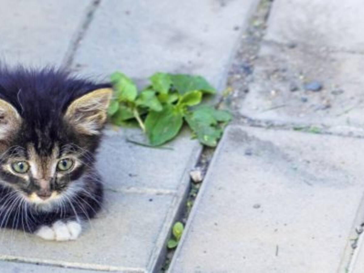 Gatocán critica de nuevo el programa de control de colonias de gatos