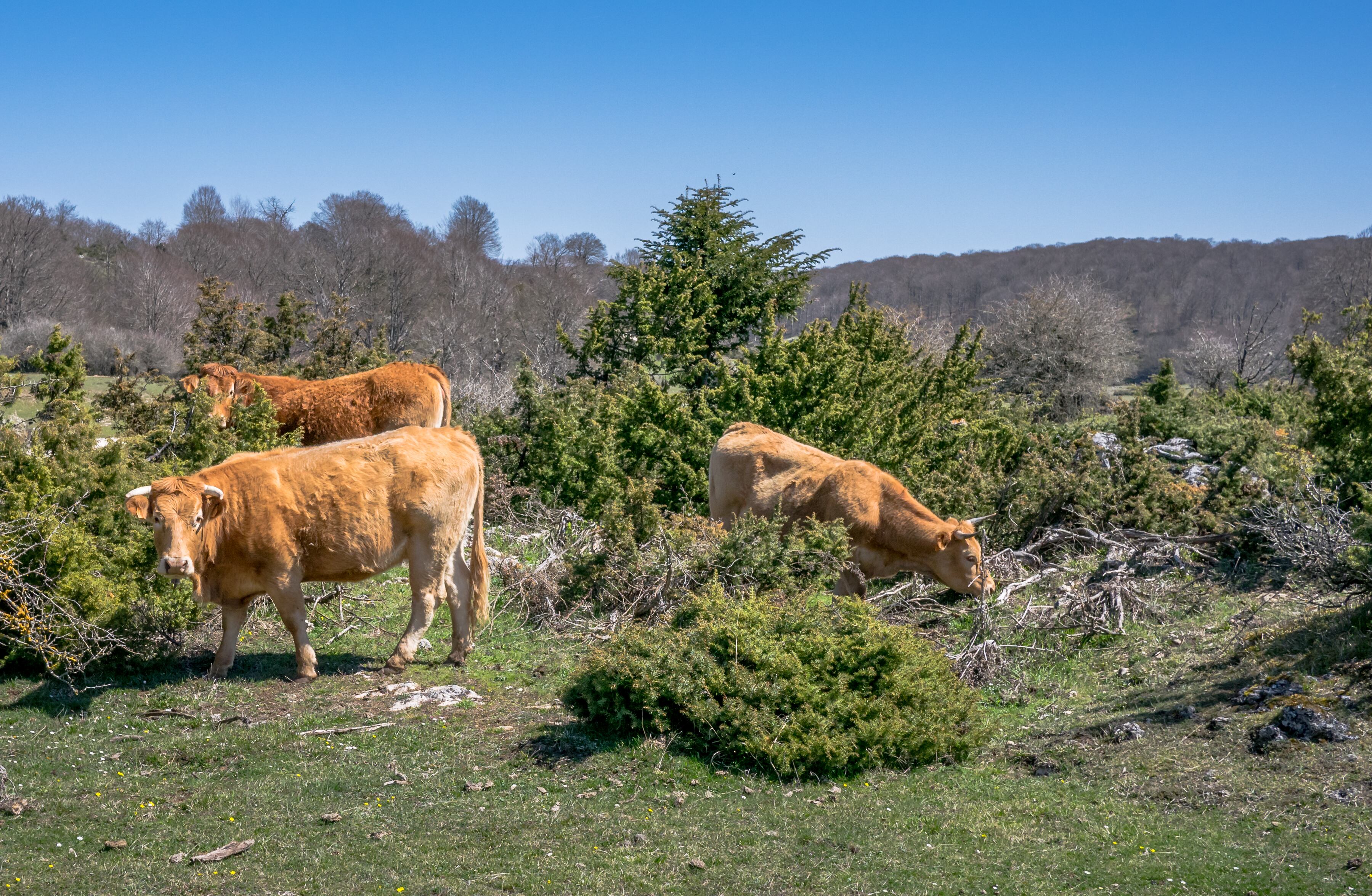 Basotxerri, CC BY-SA 4.0 via Wikimedia Commons