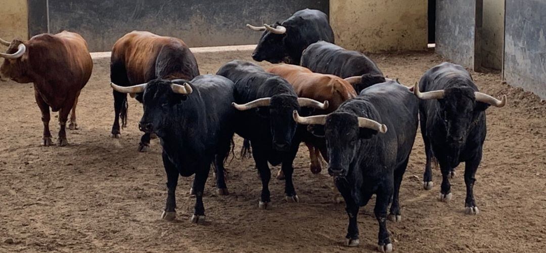 Los toros para los encierros de Fuenlabrada