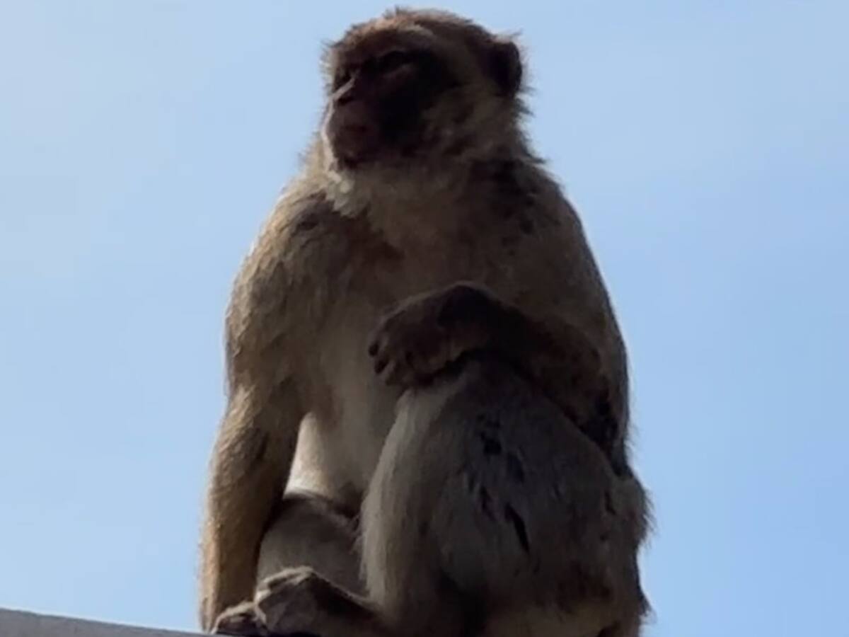 Un experto indica que no se están tomando las medidas correctas para capturar al mono