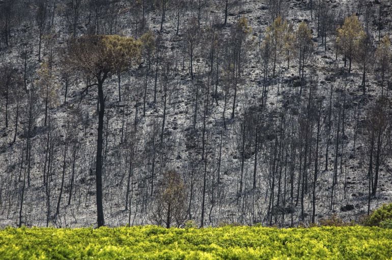 CARCAIXENT (VALENCIA), Estado en el que ha quedado la superficie afectad por el incendio forestal declarado en la zona de Barraca de Aguas Vivas, en el término municipal de Carcaixent.