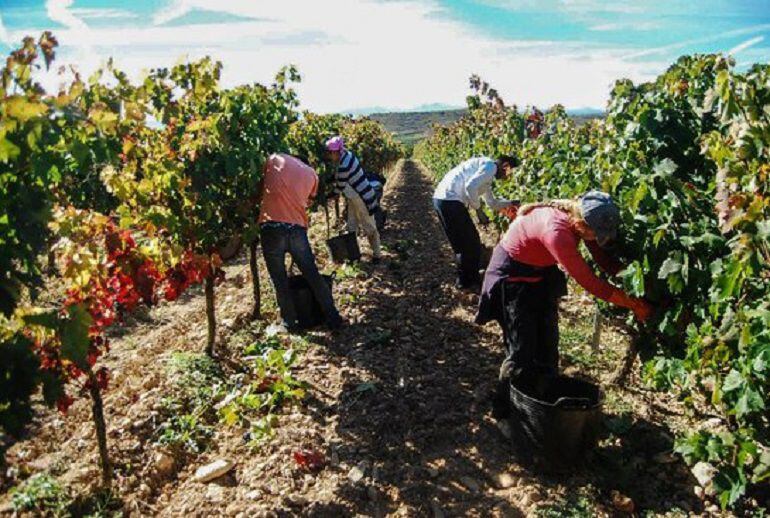 Temporeros trabajando