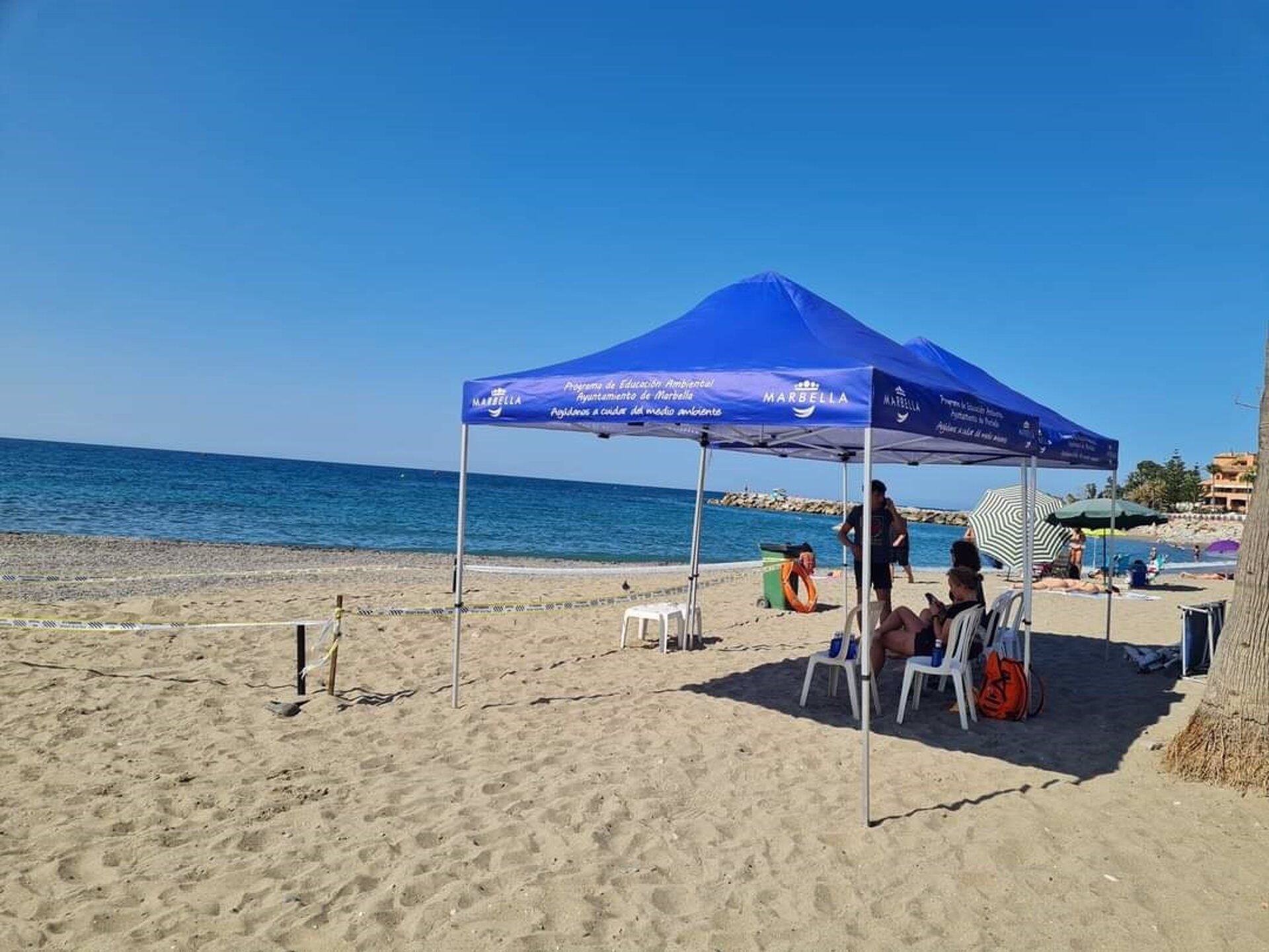 Una tortuga boba anida en una playa de Marbella