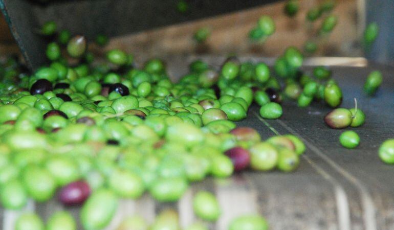 Aceitunas en la cinta transportadora camino del molino